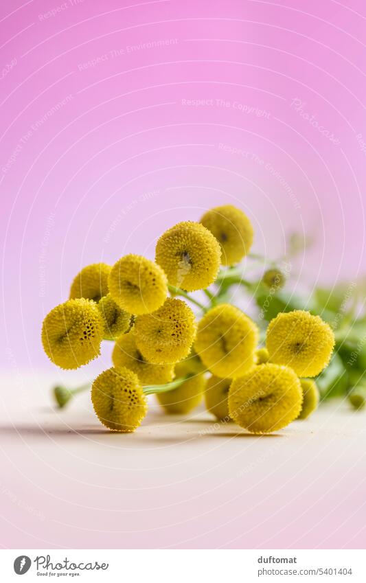 yellow flower on pink background pastel Flower Plant Blossom pretty Spring Floral romantic Decoration Wedding Neutral Background Salutation Valentine's Day