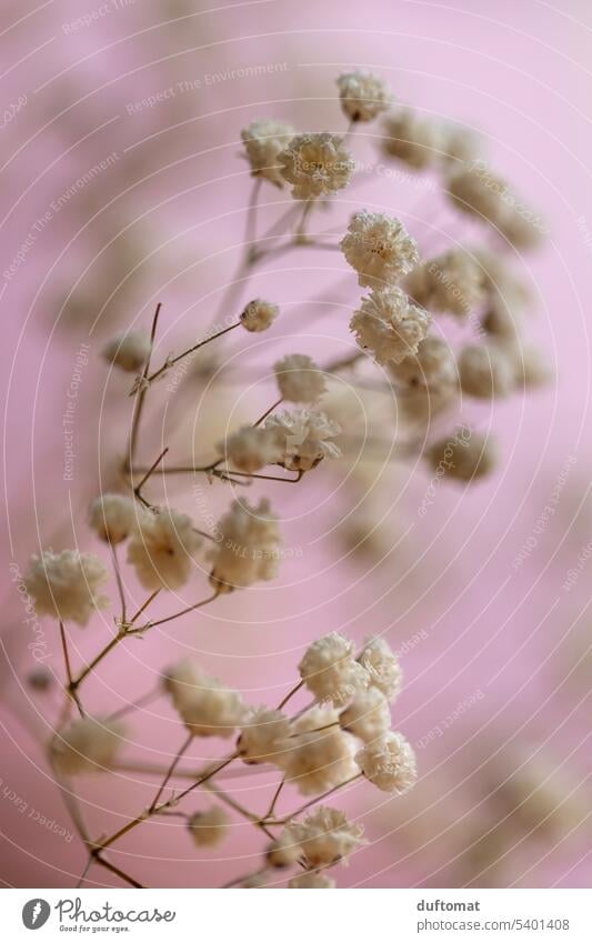 Close up of delicate gypsophila Baby's-breath Flower soft pastel Pastel tone Blossom flowers Delicate filigree flowers Nature Plant blossoms naturally