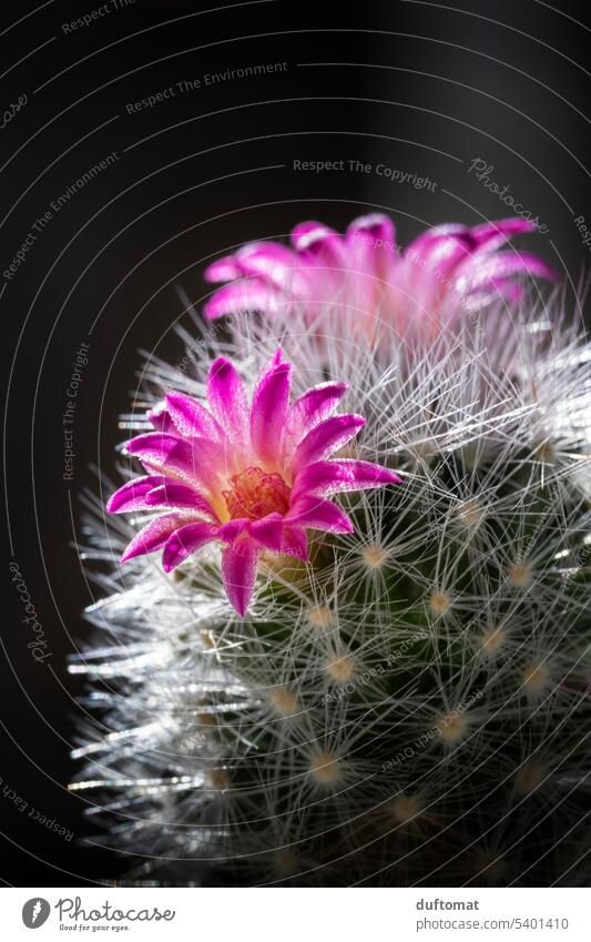Cactus flower pink cacti Cactusprickle cactus plant Blossom blossoms Thorny Plant Nature Green Botany botanical Close-up Detail naturally background
