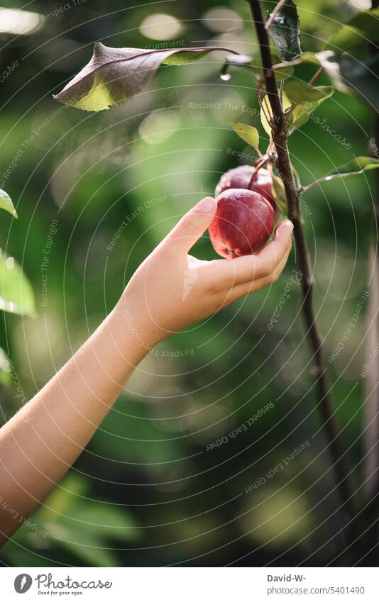 Child picks an apple Nature Apple Pick self-sufficiency self-catering Garden Healthy Fresh Organic produce Harvest fruit Apple tree Hand Girl Healthy Eating
