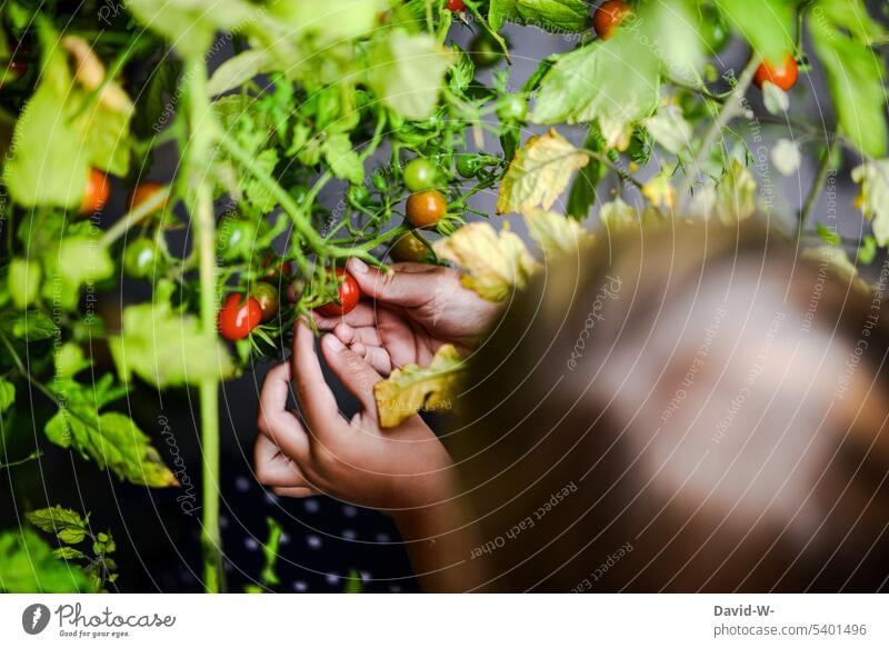 Child harvesting tomatoes Harvest Parenting Sustainability salubriously Food self-catering Garden Vegetable organic Delicious Organic produce Nutrition