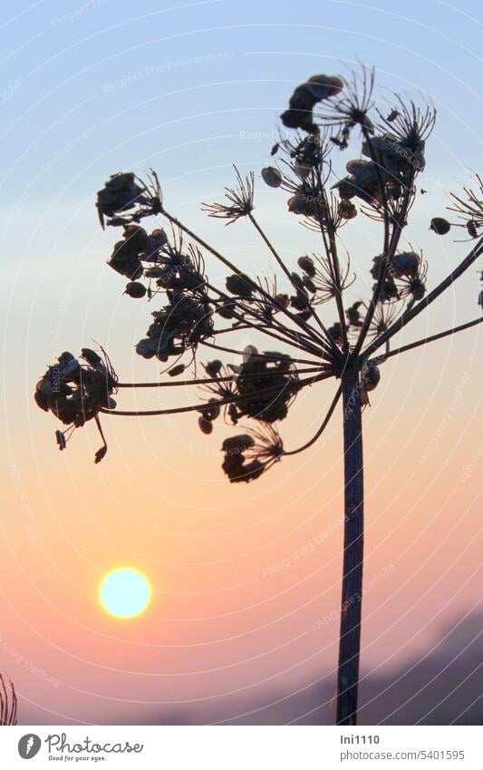 Sunrise in October Nature Beautiful weather Autumn Plant Dried up Wild carrot Seeds dry plant Sky colors Color gradient Pastel shades Weather Mini snail