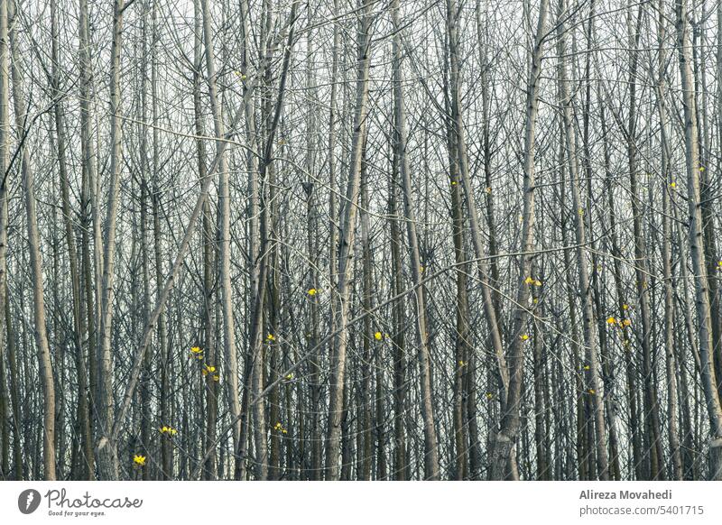 Title: Trust Landscape Nature Trees Fine Art