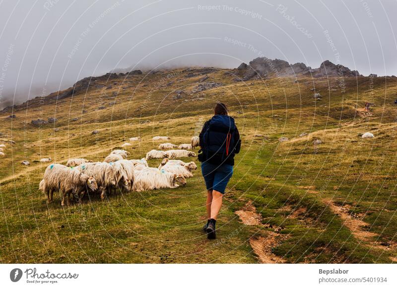 Pilgrim walking next to a flock of sheep along the way of St. James pilgrim pilgrimage path road goat animal mist fog nature pasture grass grazing farming woman