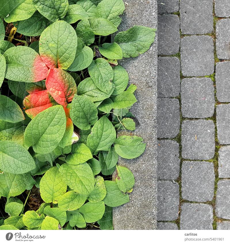 Whim of nature | color spray makes BAD mood leaves Colour colour spray spray paint mark Green Red Garden Bed (Horticulture) pavement Concrete Gray Town greening