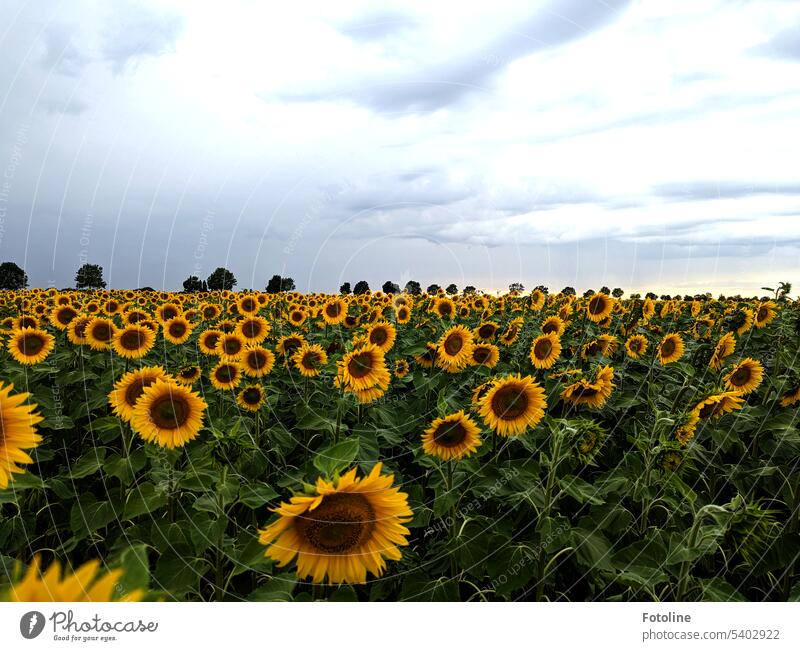Some sunflowers already have such heavy blossoms that they are already hanging their heads. The trees in the distance look so tiny compared to the sunflowers and dark clouds are gathering in the sky.