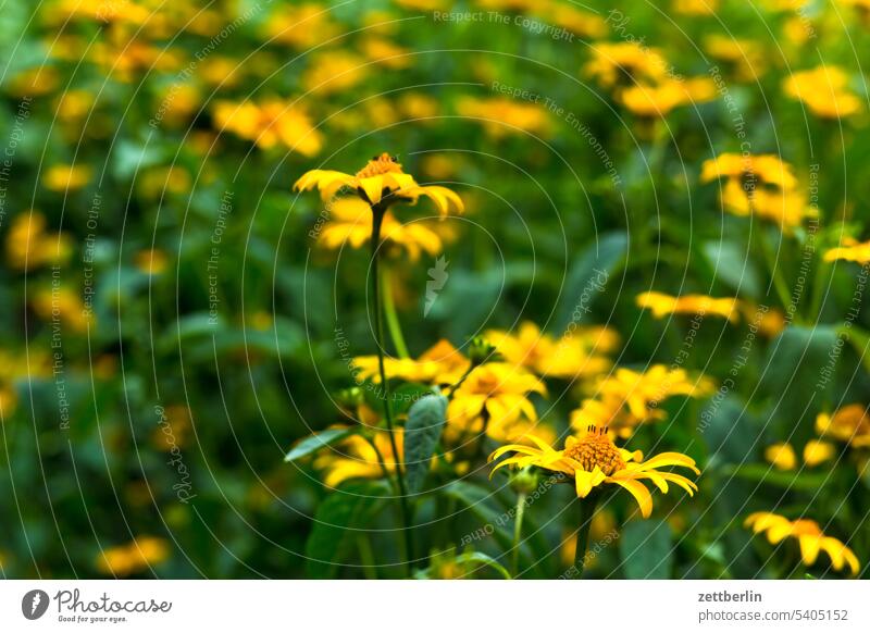 Marigolds in the neighbor's garden blossom Blossom Relaxation holidays Garden allotment Garden allotments bud Deserted neighbourhood Nature Plant tranquillity