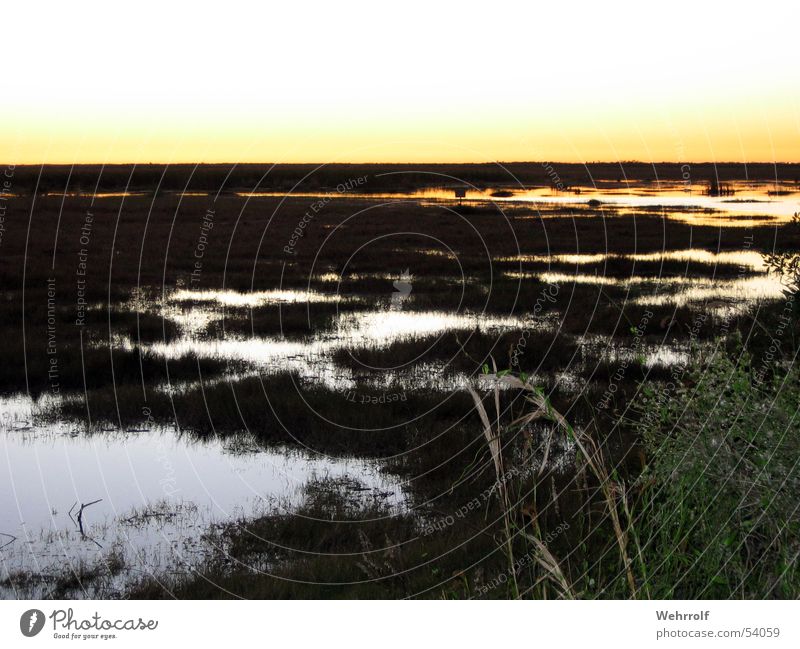 Sunset Everglades Florida Marsh Grass Pond USA evergaldes Water swomp