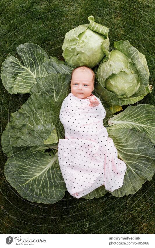 Newborn girl 3 months is lying in a green cabbage. Vegetables. happy childhood baby little healthy kid young birth cute one resting skin person sleep pens