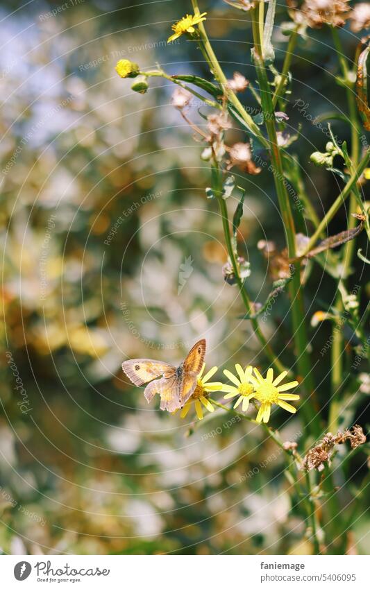 Schmetterling an gelber Blüte in der Düne Blume Gras Pflanzen blühend Insekt sitzend Falter Loch angefressen unperfekt nicht perfekt Makel orange braun grün