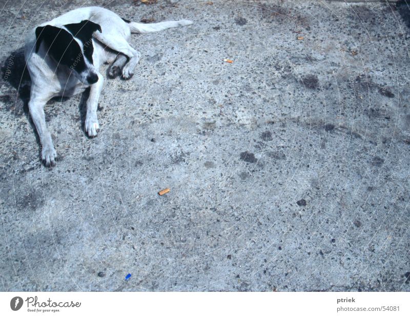 Stray dog Lisbon Asphalt cur mutt stray dog street