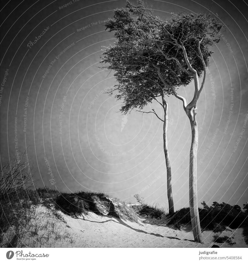 western beach Wind cripple Tree Western Beach Darss Beach dune Baltic Sea coast naturally Wild Landscape Nature Environment trees Square Black & white photo