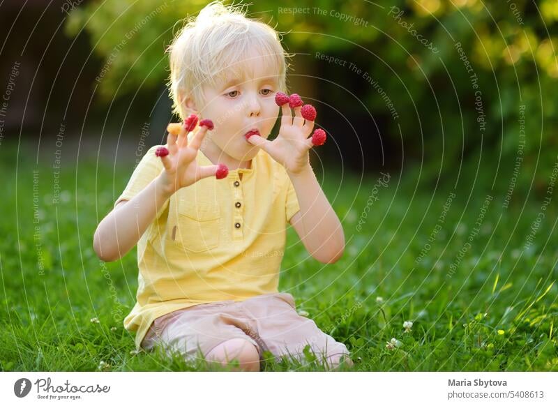 Little boy eating berry from his palm on raspberry farm fingers child enjoy bio kid childhood active adorable beautiful blond caucasian concept countryside cute