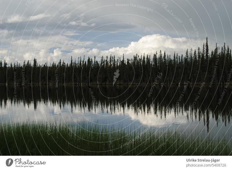 Alaska l Lake reflections I Frequency band Lakeside bank Forest Dark forest Reflection Calm Water Surface of water Water reflection tranquillity trees Peaceful