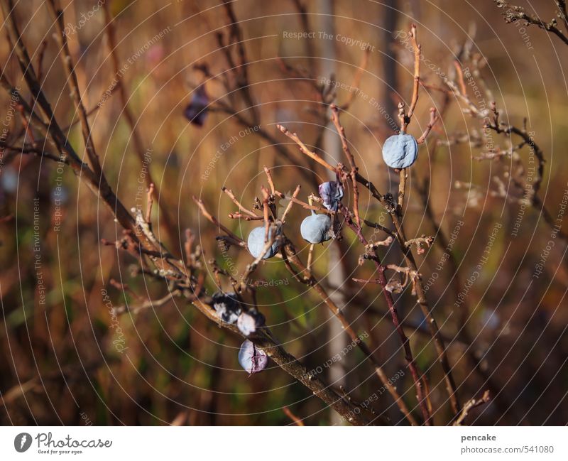 dry berries Nature Plant Elements Autumn Bushes Moss Wild plant Bog Marsh Sign Decline Transience mulberry Dried fruits Dry bog bilberry primeval lake