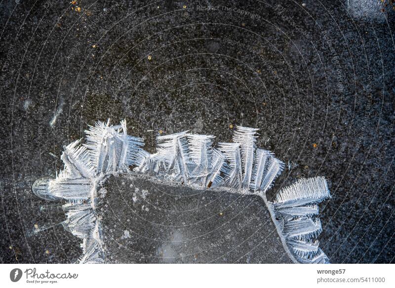 Whims of nature | Ice crystals topic day ice formation Hoar frost Frost chill Winter Cold Frozen Nature Exterior shot Deserted Close-up ice crystals