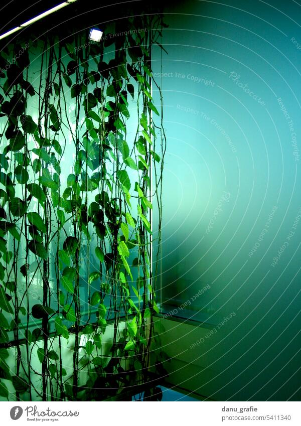 Green hanging plant in front of frosted blue glass panel Pane Window pane Glass Slice Deserted Colour photo frosted glass pane Plant