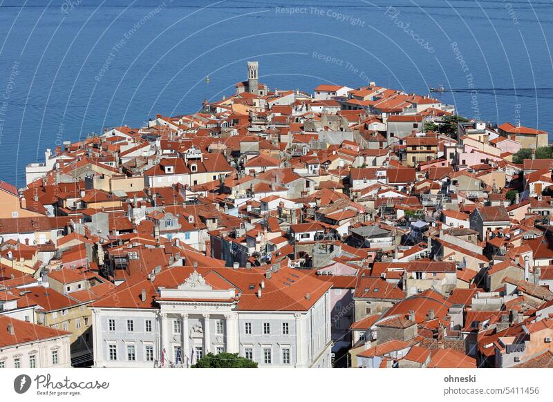 Piran from above piran Slovenia Old town Vacation & Travel coast Ocean rooftop landscape Tourism Summer Town Exterior shot