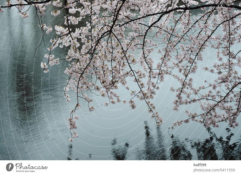 Cherry blossom with rain in the park rainy Spring fever Park River bank Spring day Spring colours Cold Bud Fluid Twig Beginning Drops of water Damp Fresh