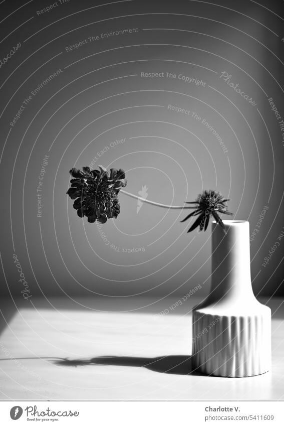 Perennial | Still life of flowers in black and white Still Life flower arrangement shadow cast Shadow play Contrast Light and shadow Interior shot
