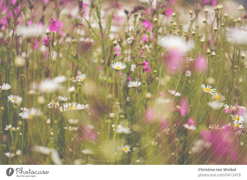 Romantic meadow with daisies and carnations Flower meadow marguerites wild flowers Light carnations Flowering meadow breathed in fragrant meadow flowers