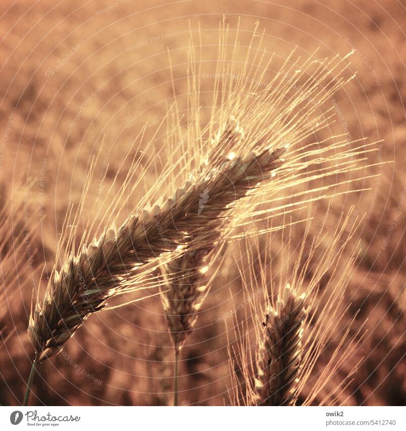 Golden sheaves Ear of corn Grannen Sunlight Blade of grass Grain Together Bright Colours warm colors shimmering Warm light Brilliant luminescent Close-up