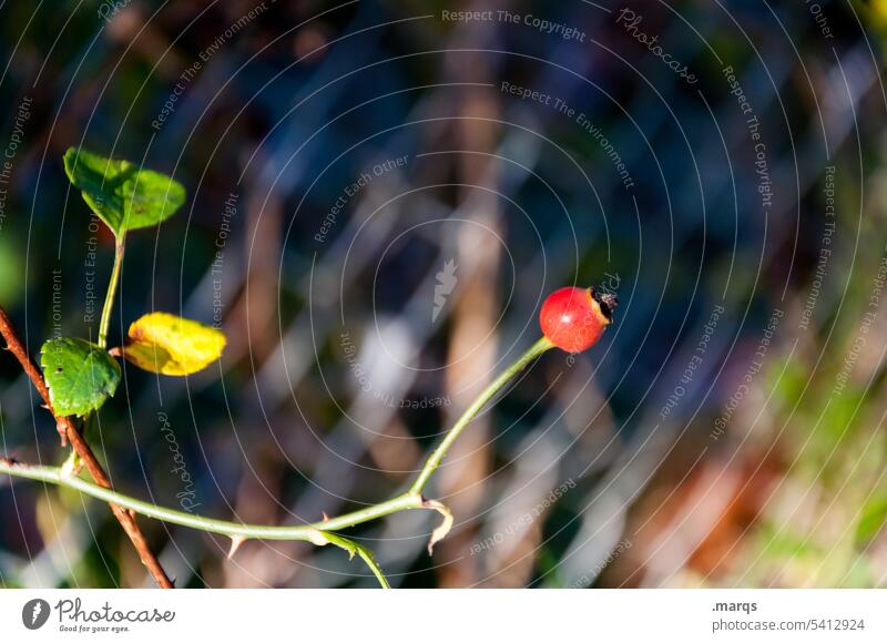 Curious rosehip Rose hip Fruit Red Plant Close-up Nature Environment Wild plant Leaf Shallow depth of field Dark Autumn Ambitious Curiosity Individual 1