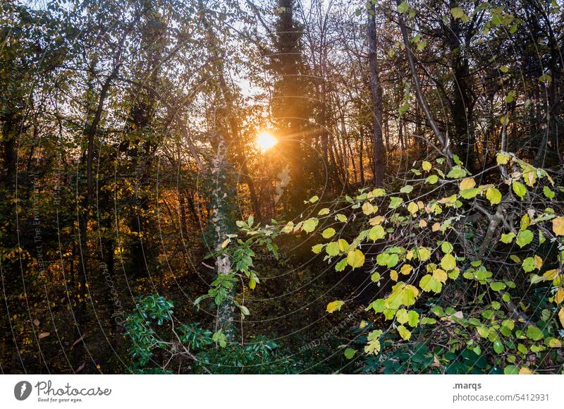 evening sun Evening sun Nature Forest Autumn late summer thickets Sunlight Deciduous forest foliage Autumnal Automn wood Mystic