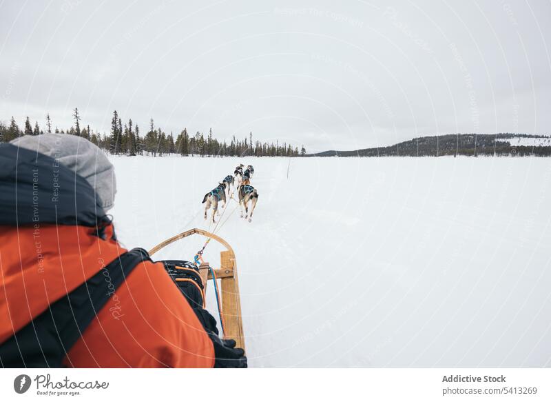 Tourist sledding with husky dogs on snowy terrain tourist person sledge winter nature traveler finland owner lapland animal canine companion mammal purebred