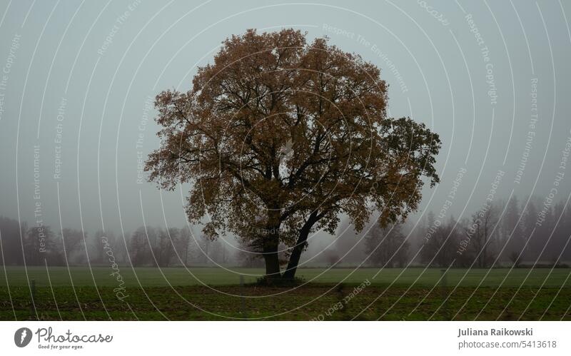 Tree in the fog Hiking Trip Clouds Vantage point Deserted melancholy Exterior shot Colour photo Nature Landscape Day Environment naturally Rural Germany cloudy