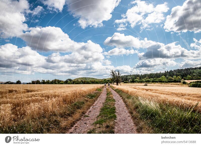 moselle stories off the beaten track Tree trees Forest Sun Clouds Sky Colour photo Idyll idyllically Harvest Agriculture Agricultural crop Plant Environment