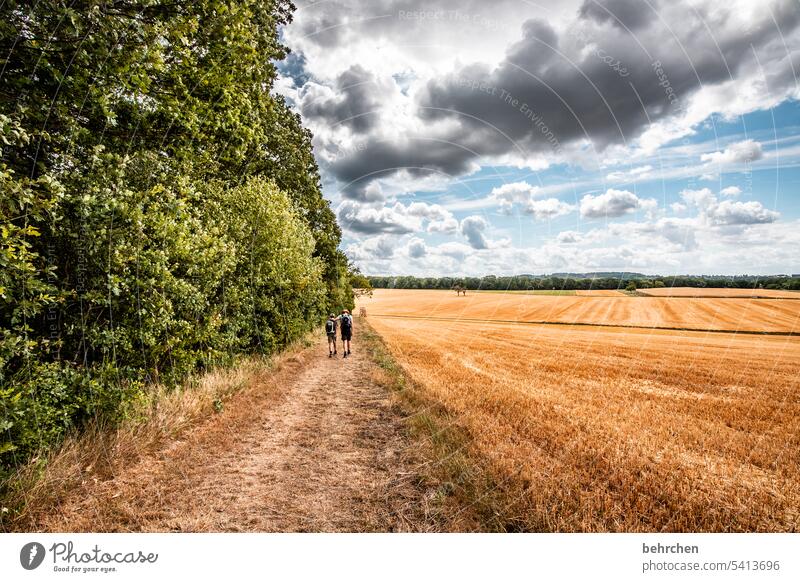 moselle stories Hiking Father Man Child Parents Boy (child) in common Together Son hikers Lanes & trails Grain Field Grain field Summer Agriculture Nature