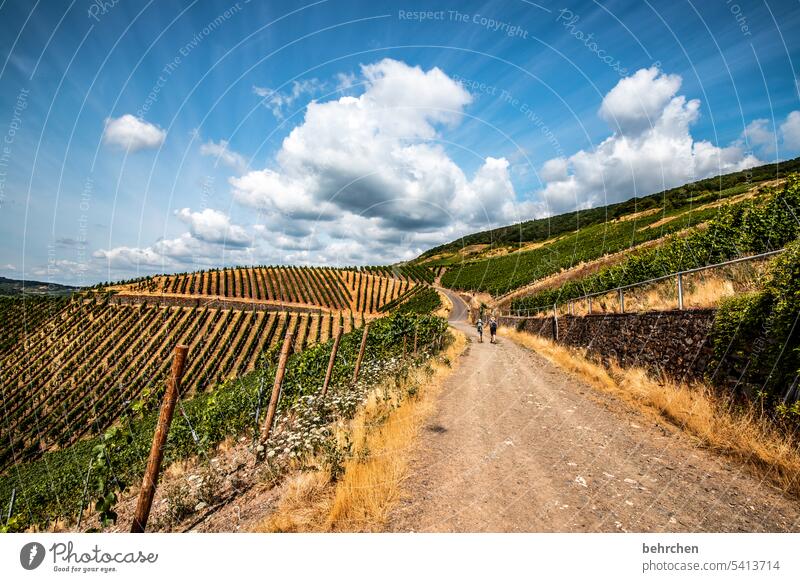 moselle stories grasses Grass Forest Vacation & Travel Nature Summer Clouds Colour photo Sky Landscape Mountain Adventure Vineyard Bunch of grapes vine River