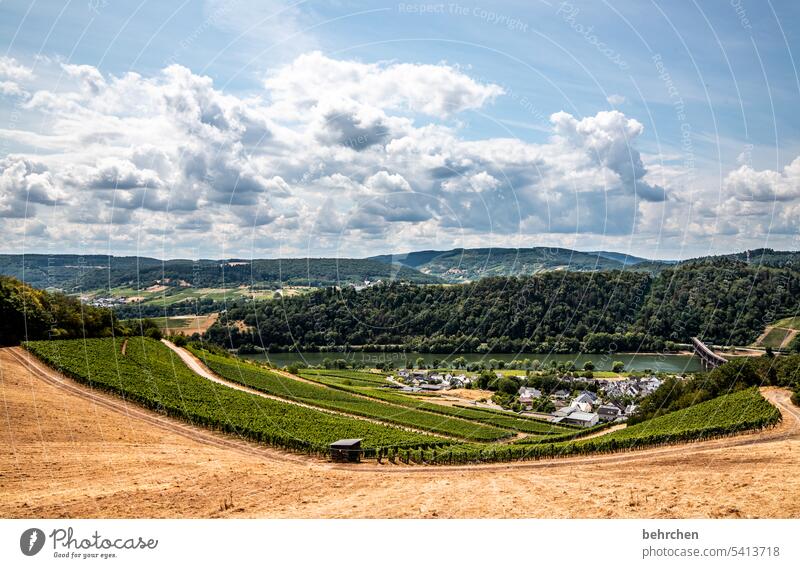 moselle stories Harvest Agriculture idyllically Idyll Sky Colour photo Clouds Agricultural crop Plant Environment Landscape Cornfield Nature Summer Grain field