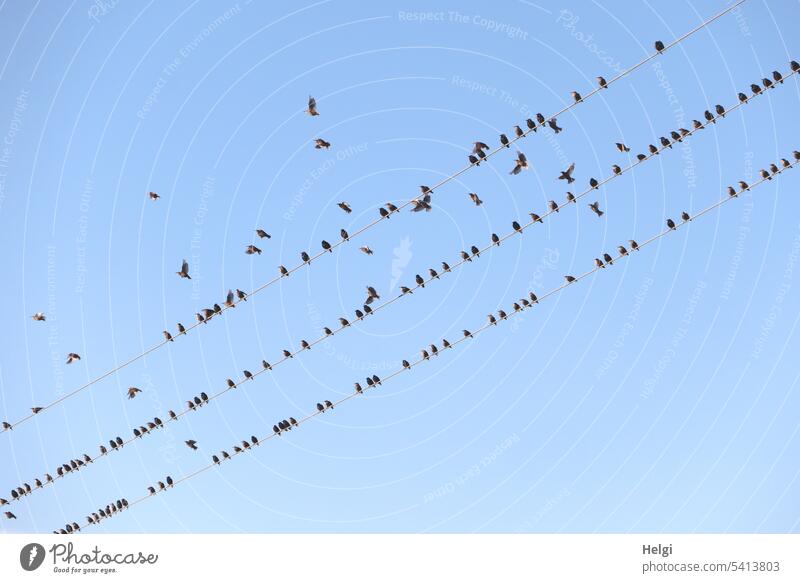 many starlings resting on power lines, some flying around against blue sky birds Stare Animal Flock of birds bird migration Migratory birds Sky Power lines Sit