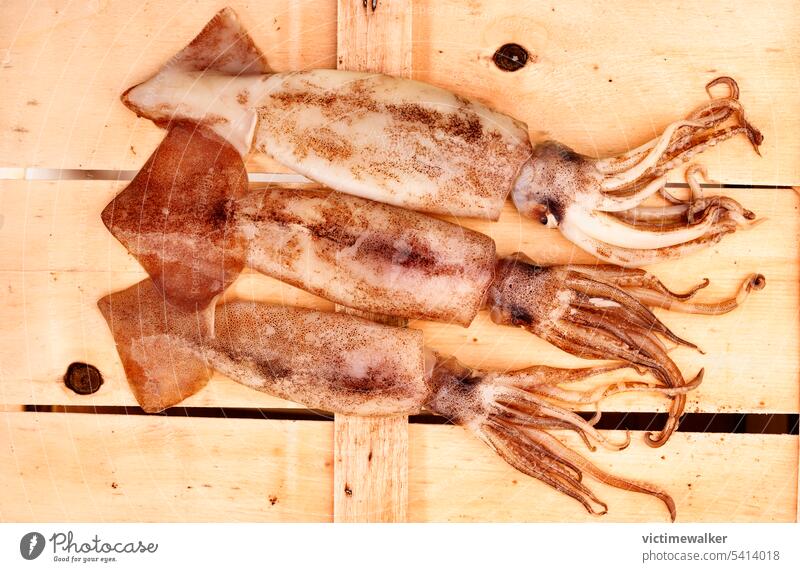 Flying squid fish on wooden background octopus food seafood brown calamari studio shot copy space tasty delicious healthy ingredient raw food uncooked