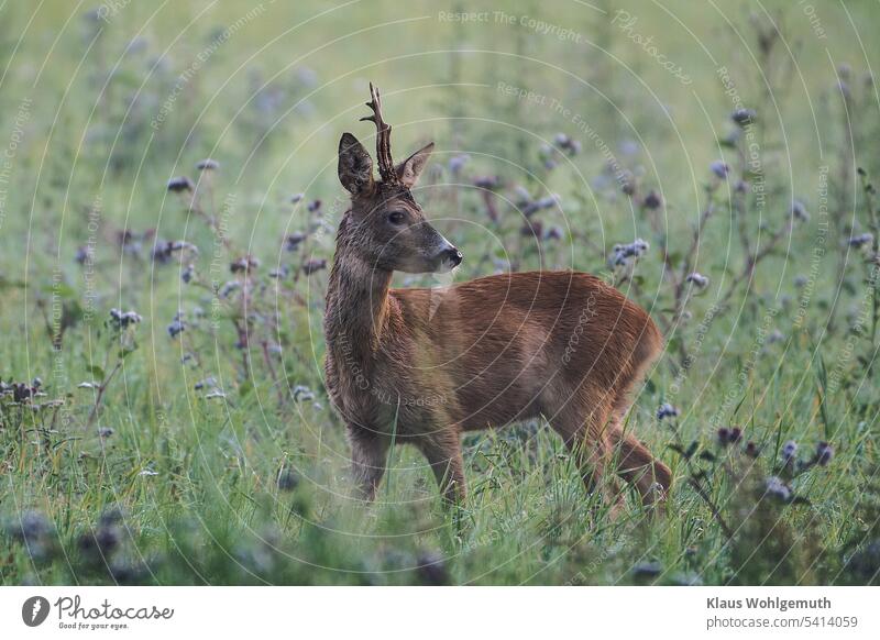 Morning in a forest meadow, a little worried the roebuck that backs up behind him to the forest. Roe deer reindeer buck Buck Pelt masculine Animal