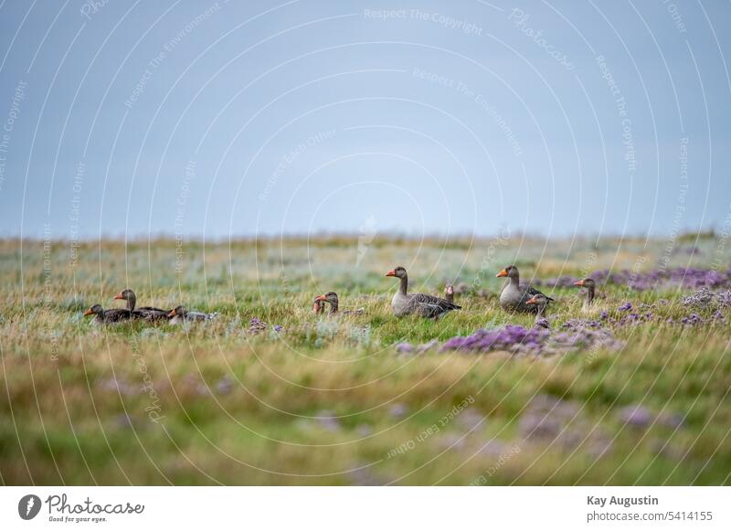 Grey geese in the wetlands Exterior shot birds Nature Migratory bird Group of animals Sky grey geese answer answer Marsh rosemary lilac blossom goose birds