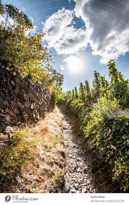 moselle stories Rhineland-Palatinate Mosel (wine-growing area) Hunsrück Wine growing Lanes & trails Moselle vine Vine Bunch of grapes Vineyard Mountain Clouds