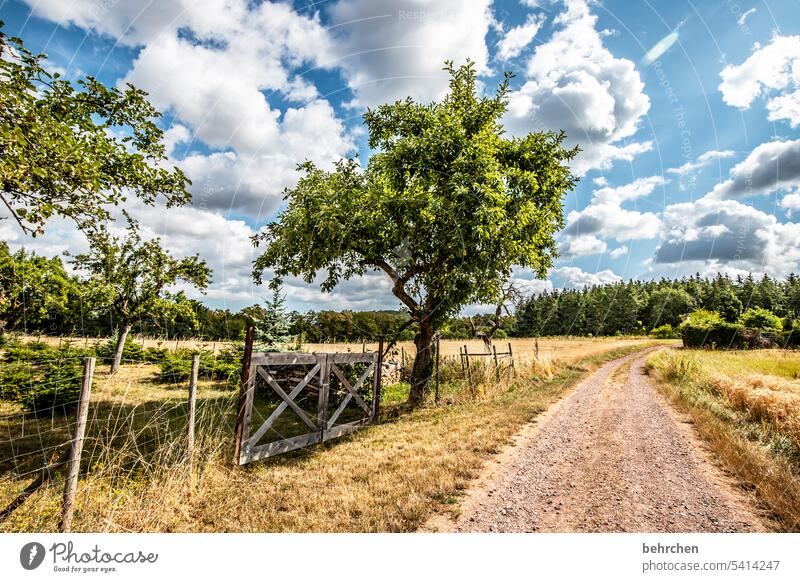 moselle time Harvest Agriculture idyllically Idyll Sky Colour photo Agricultural crop Clouds Plant Environment Landscape Cornfield Nature Summer Grain field