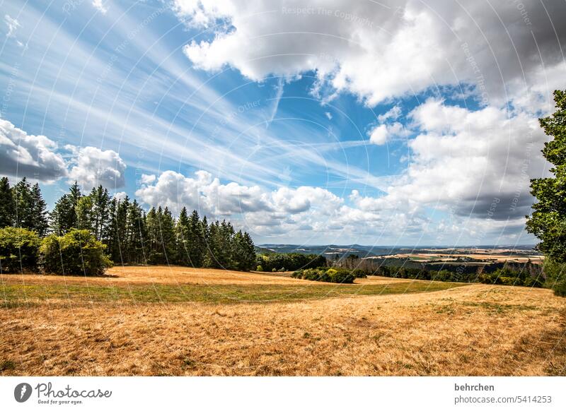 moselle time Harvest Agriculture idyllically Idyll Sky Colour photo Agricultural crop Clouds Plant Environment Landscape Cornfield Nature Summer Grain field