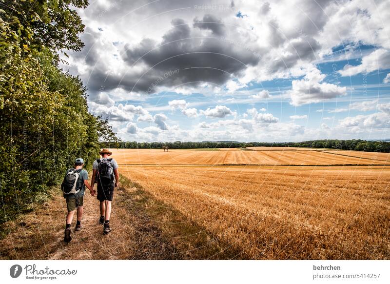 moselle time Harvest Agriculture idyllically Idyll Sky Colour photo Agricultural crop Clouds Plant Environment Landscape Cornfield Nature Summer Grain field