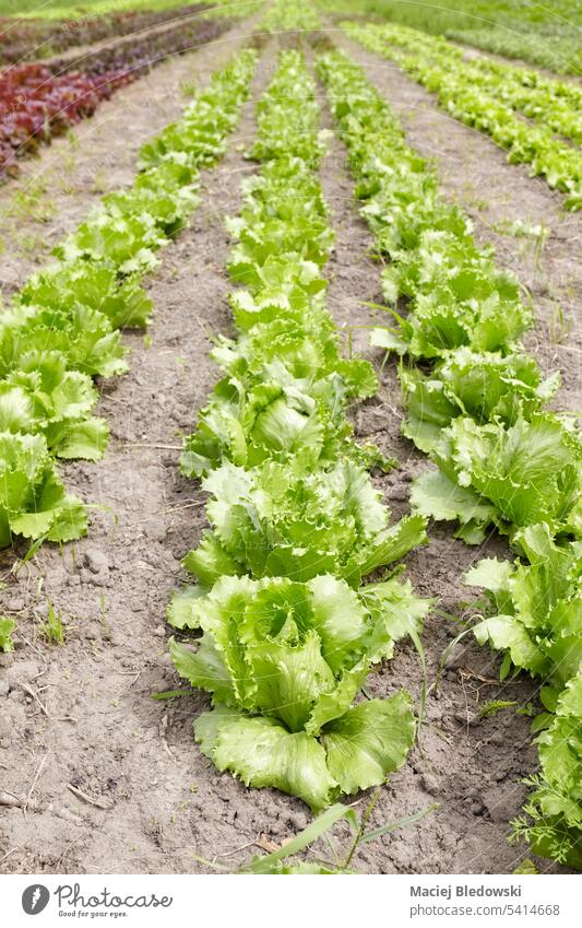 Organic lettuce farm field, selective focus. vegetable agriculture organic crop green leaf plant row nature food growth harvest outdoors produce salad rural