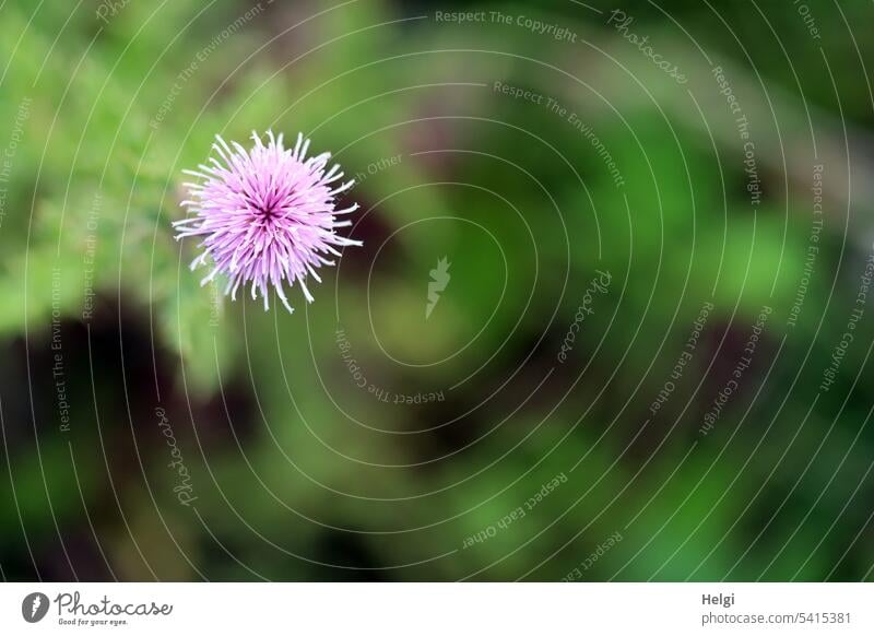 Canada thistle Blossom Plant Pink Garden Close-up Detail blossom wax Summer Flower Deserted Colour photo Exterior shot Green field weed Weed composite cirsium