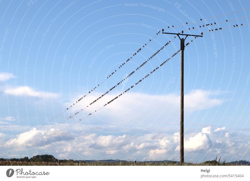 Starling display - many starlings sitting on power lines against blue sky with clouds birds Stare Many Flock of birds Sit Power lines Electricity pylon