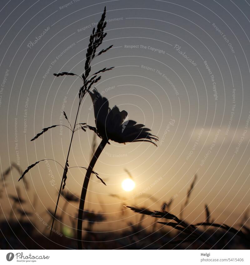 Summer evening - daisy and grasses backlit by evening sun margarite Flower Blossom Grass blade of grass Sun Sunlight Evening sun Sunset Back-light Flower meadow