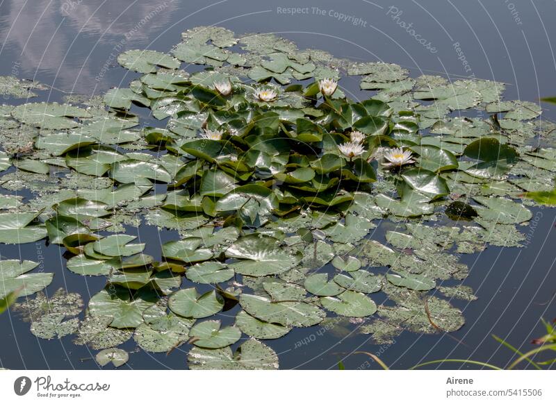 flower carpet Water lily pond Water lily leaf Aquatic plant be afloat blossom Lake Pond pretty Summer Leaf Plant Nature Positive Summery augmentation naturally