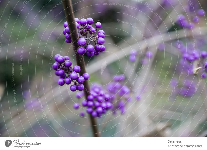 pearl Environment Nature Autumn Winter Plant Bushes Blossom Berries Berry bushes Blossoming Growth Natural Violet Colour photo Exterior shot Close-up Detail
