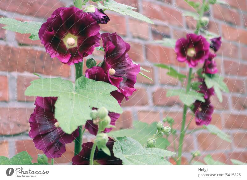 dark red hollyhocks in front of brick wall Flower Blossom Hollyhock Forest Brick wall blossom wax Plant Summer Exterior shot Deserted naturally Colour photo