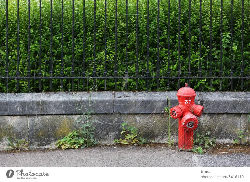 again and again | a hydrant male for willma .) Fire hydrant Red Sidewalk Fence Front garden plants Stone wall Metalware urban Growth tall Safety Protection